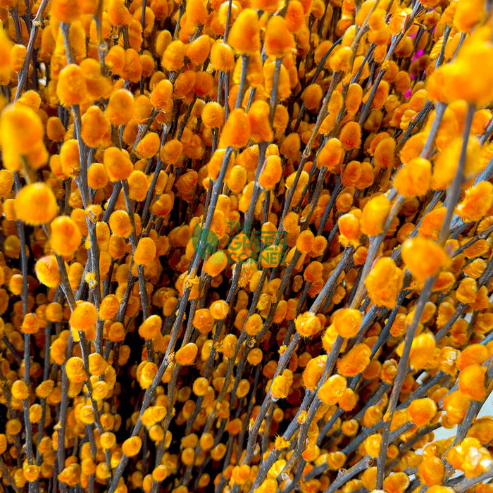 Coloured Pussy Willow (Bundle of 10)