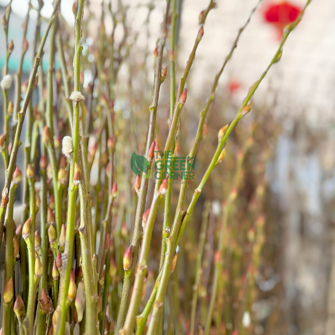 Pussy Willow (Bundle of 10)