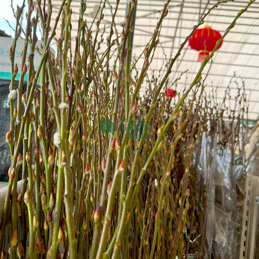 Pussy Willow (Bundle of 10)