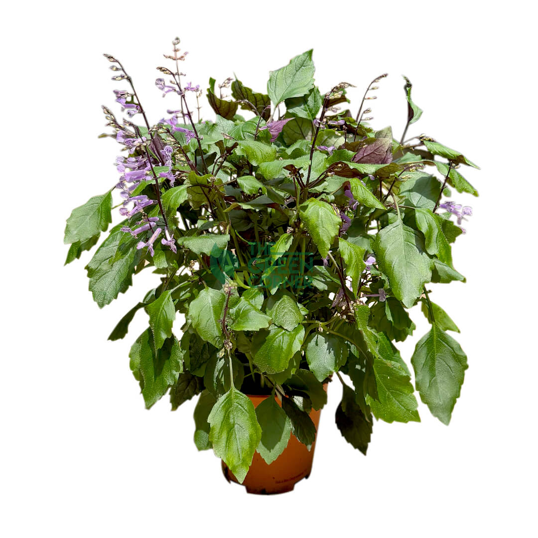 Ajuga Reptans