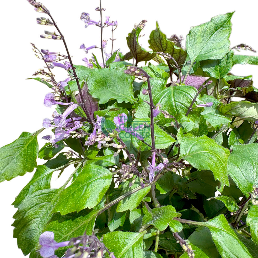 Ajuga Reptans