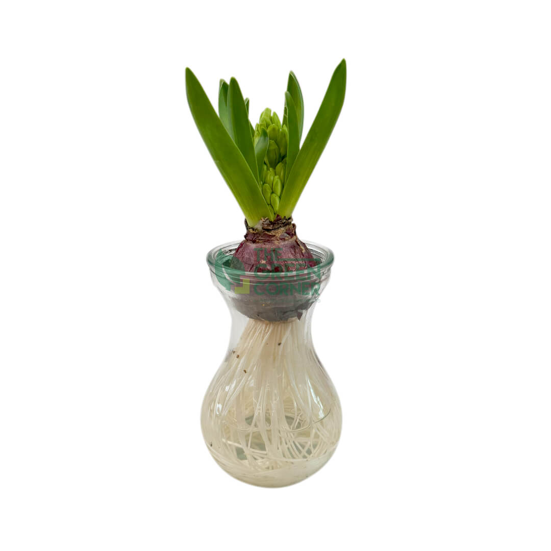 Hyacinth (Hydroponic)