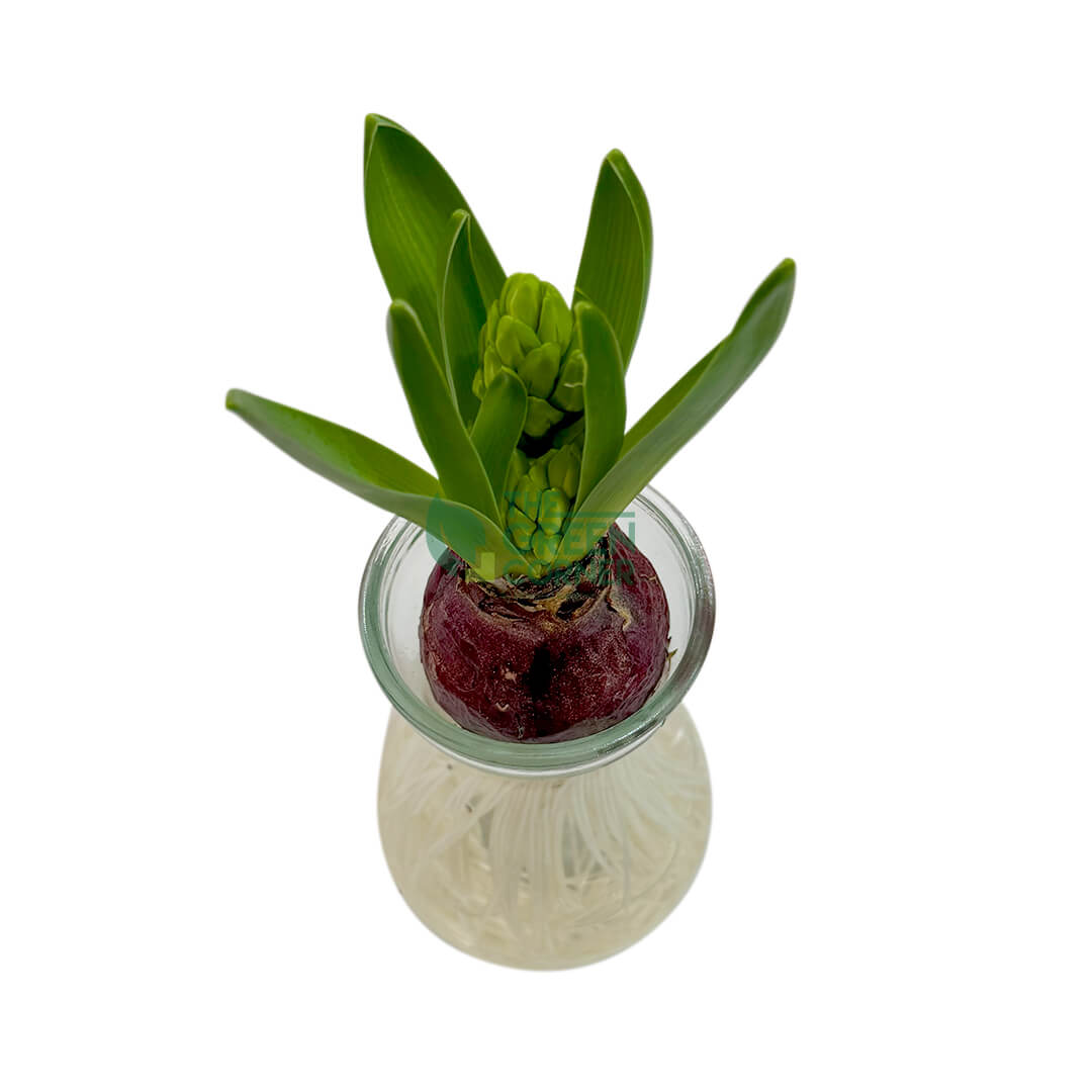 Hyacinth (Hydroponic)