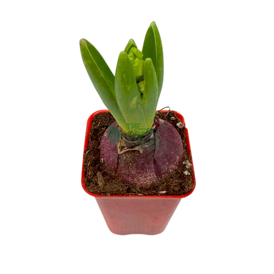 Hyacinth (Soil)