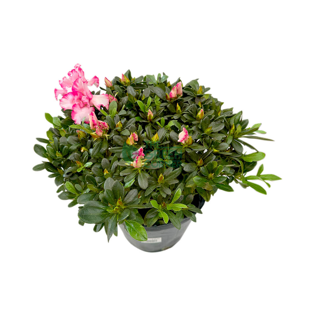 Azaleas
