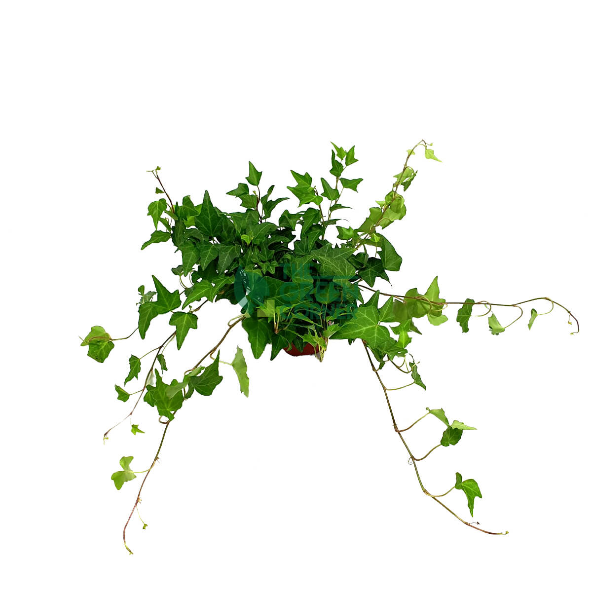 Ivy Plant Pot 90mm