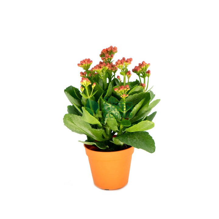 Kalanchoe