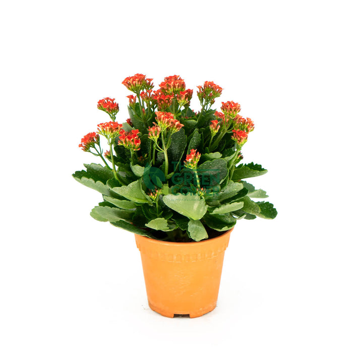 Kalanchoe