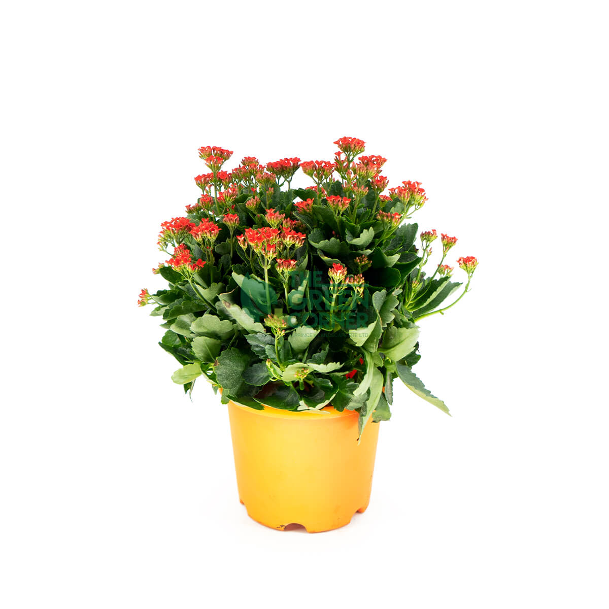 Top Chinese New Year Plants