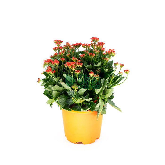 Top Chinese New Year Plants