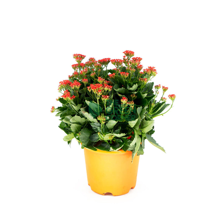 Top Chinese New Year Plants