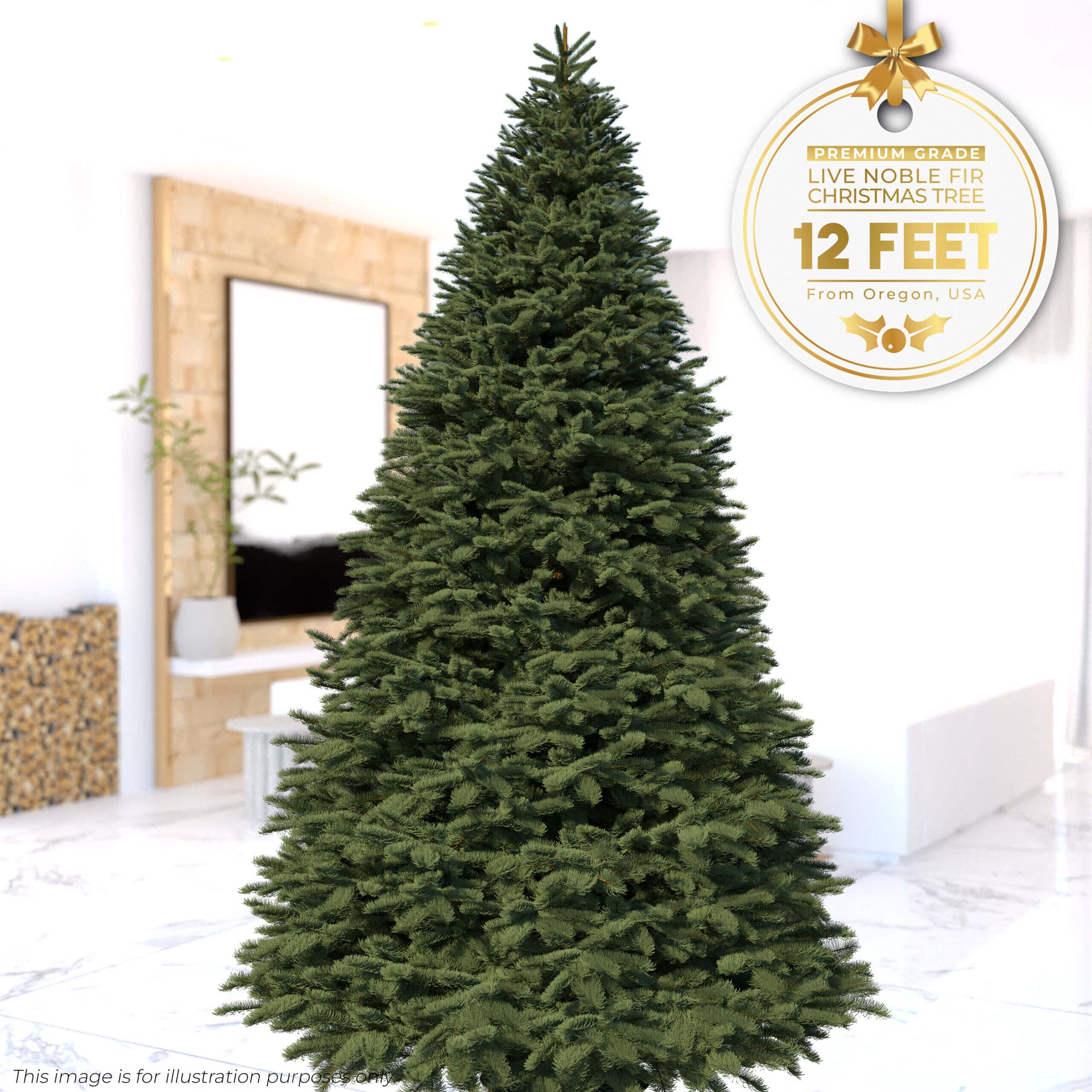 12ft Noble Fir - Premium Grade Live Christmas Trees from USA