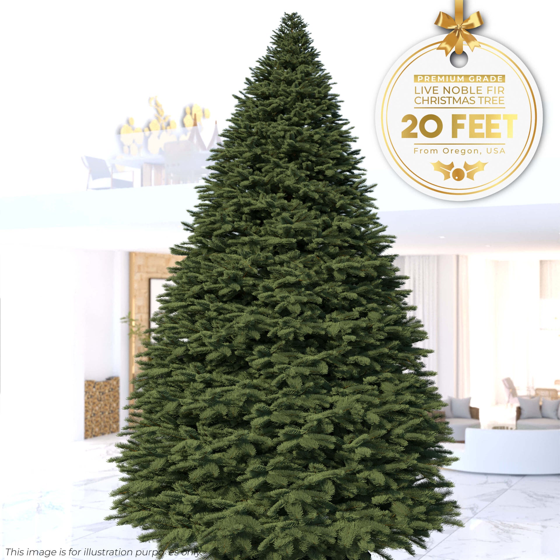 13ft - 20ft Noble Fir - Premium Grade Live Christmas Trees from USA (Includes Loan of Tree Stand)