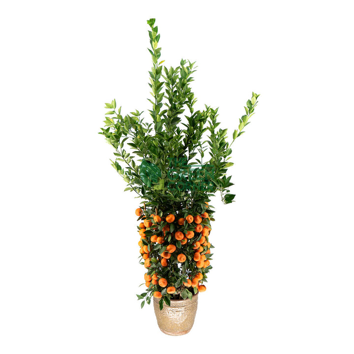 Mandarin Orange 朱砂桔