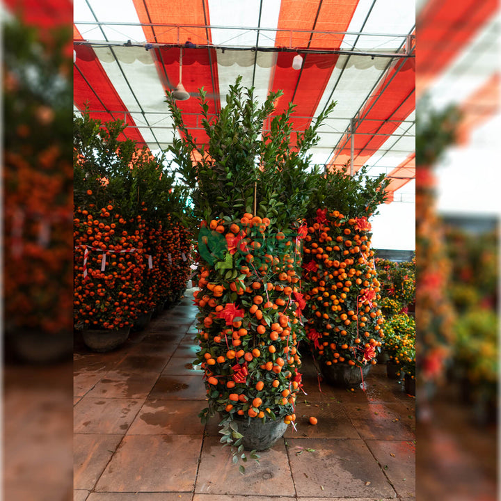 Mandarin Orange 朱砂桔