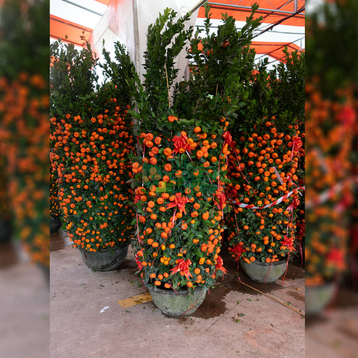 Mandarin Orange 朱砂桔