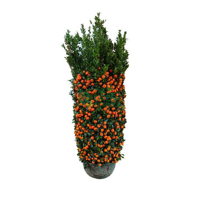 Mandarin Orange 朱砂桔