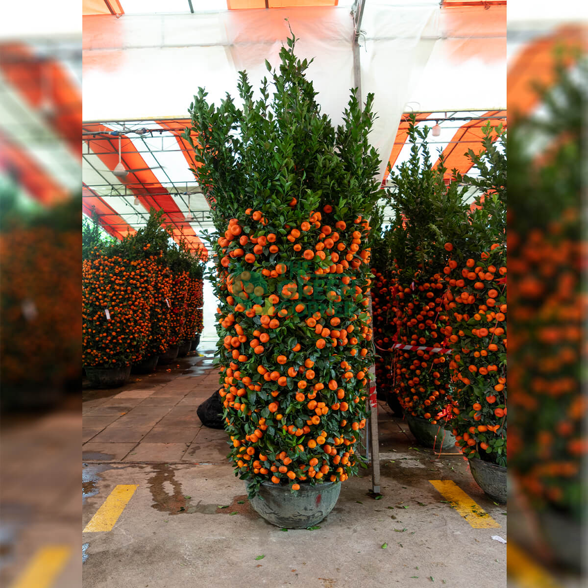 Top Chinese New Year Flower