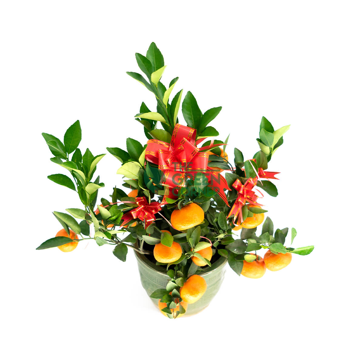 Affordable Chinese New Year Plants Singapore