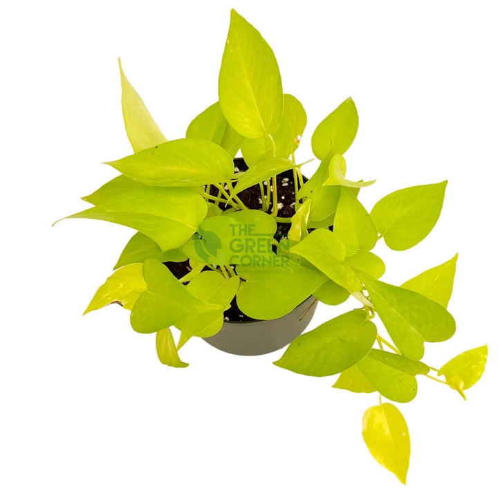 Money Plant Gold Black 3