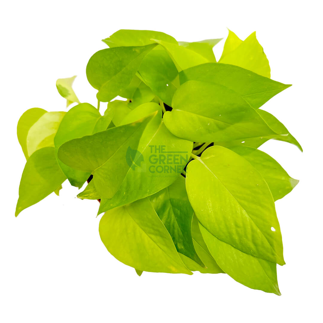 Money Plant Gold Copper 3