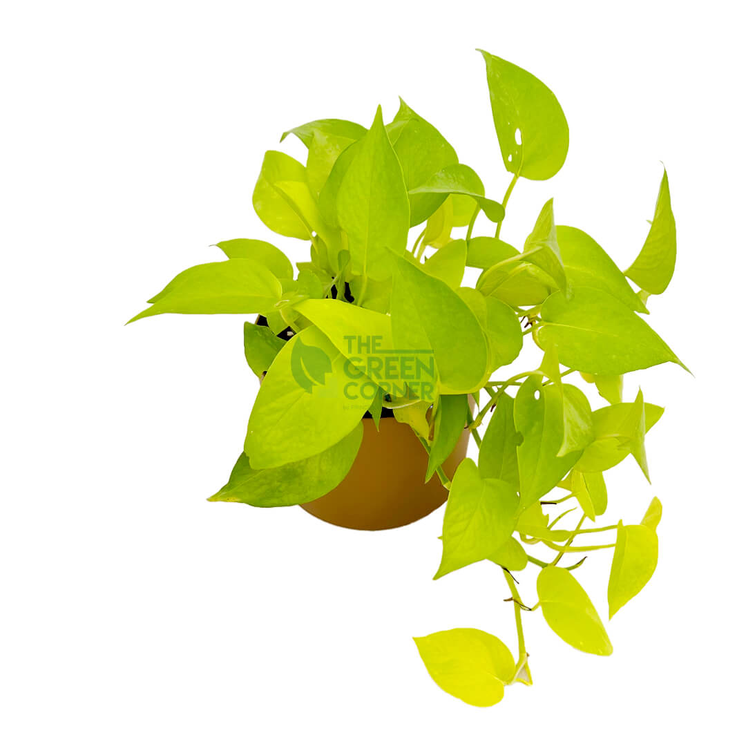 Money Plant Gold Gold 2