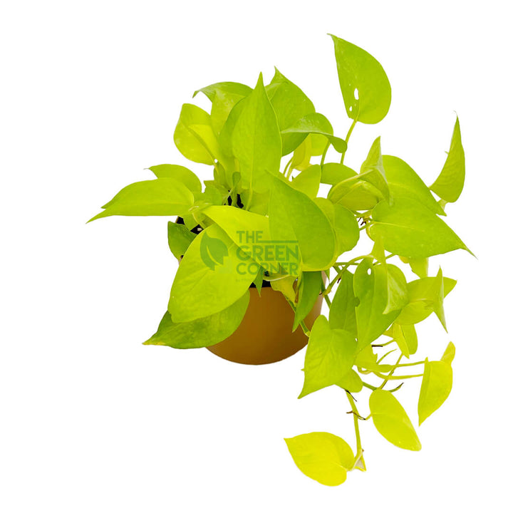 Money Plant Gold Gold 2