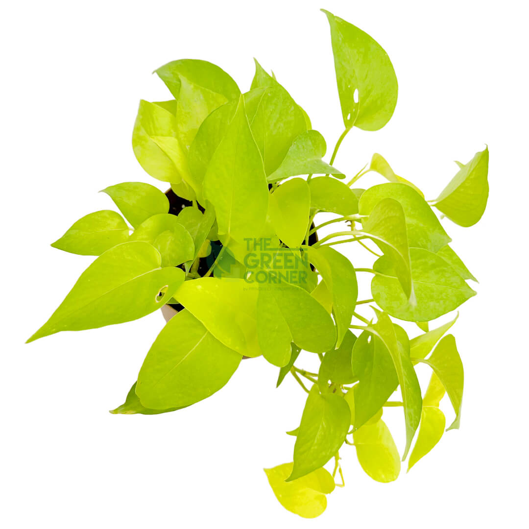 Money Plant Gold Gold 3