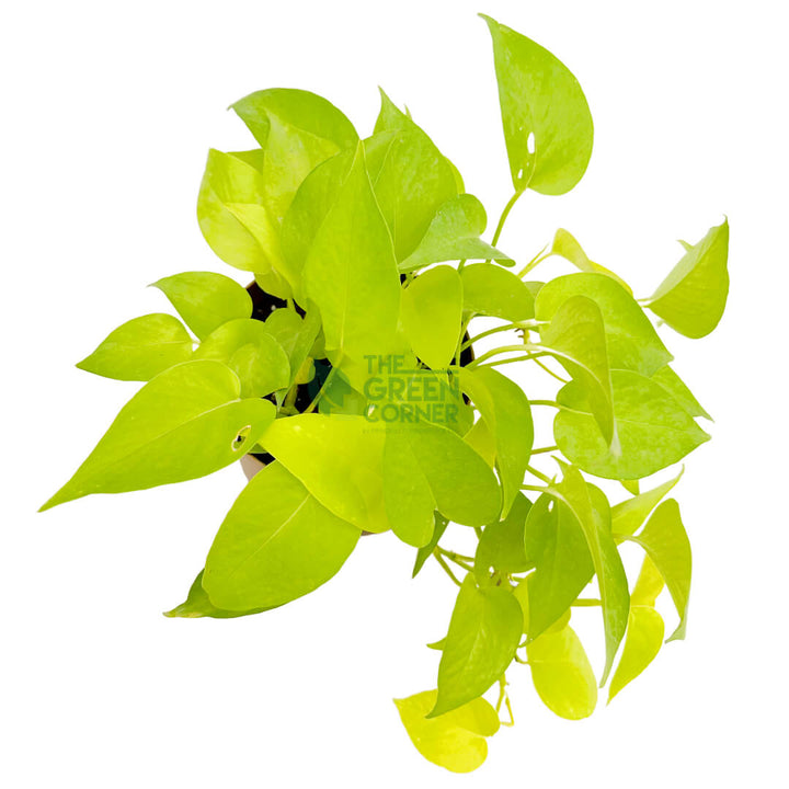 Money Plant Gold Gold 3
