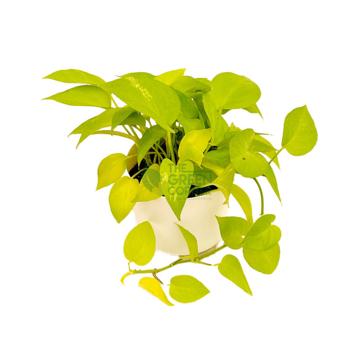 Money Plant Gold White 2