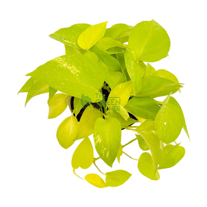 Money Plant Gold White 3