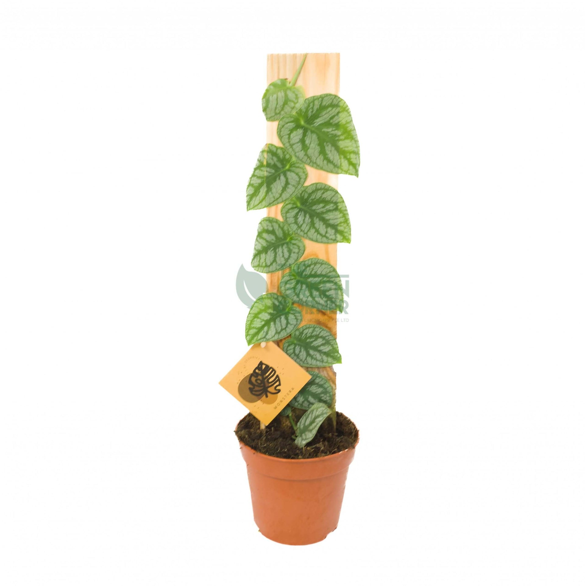 Monstera Dubia