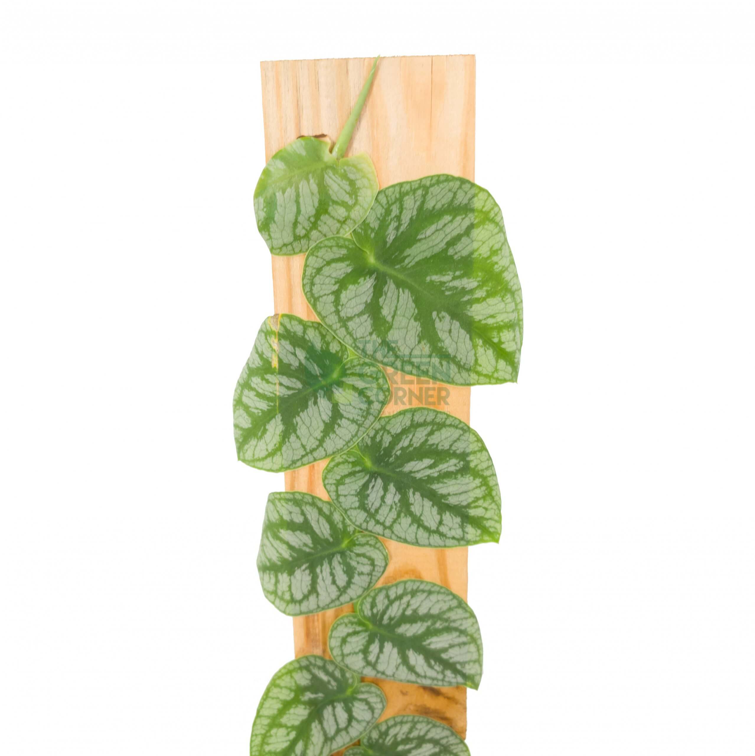 Monstera Dubia