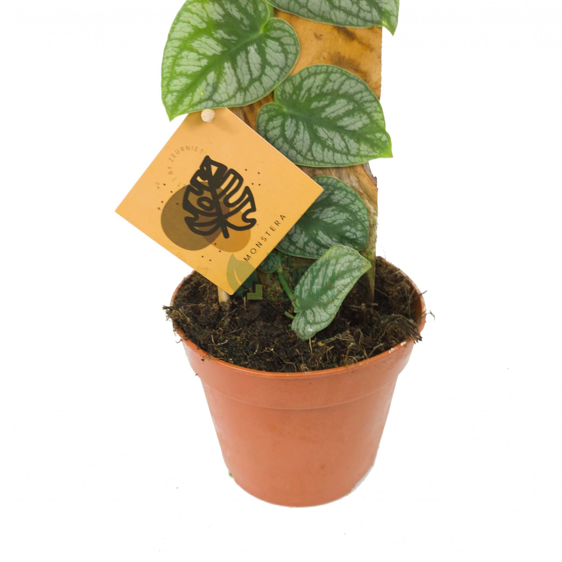 Monstera Dubia