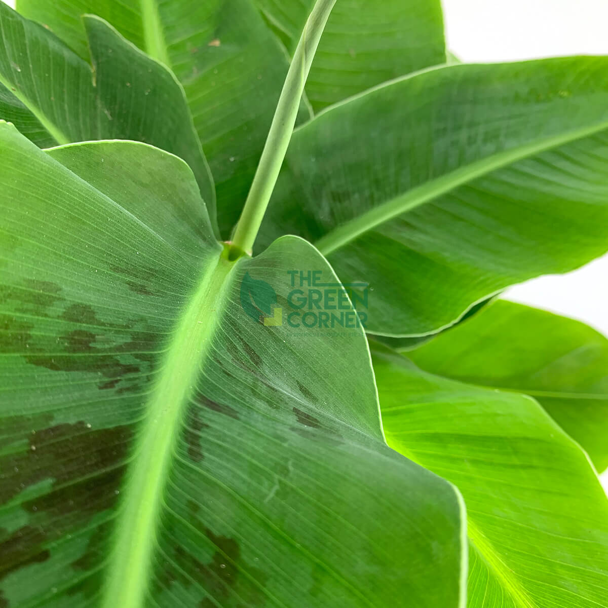 Musa 'Dwarf Cavendish' Banana Tree Pot 170mm