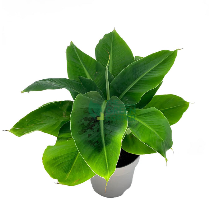 Musa 'Dwarf Cavendish' Banana Tree Pot 170mm