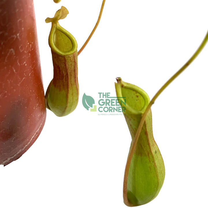 Nepenthes Pot 100mm