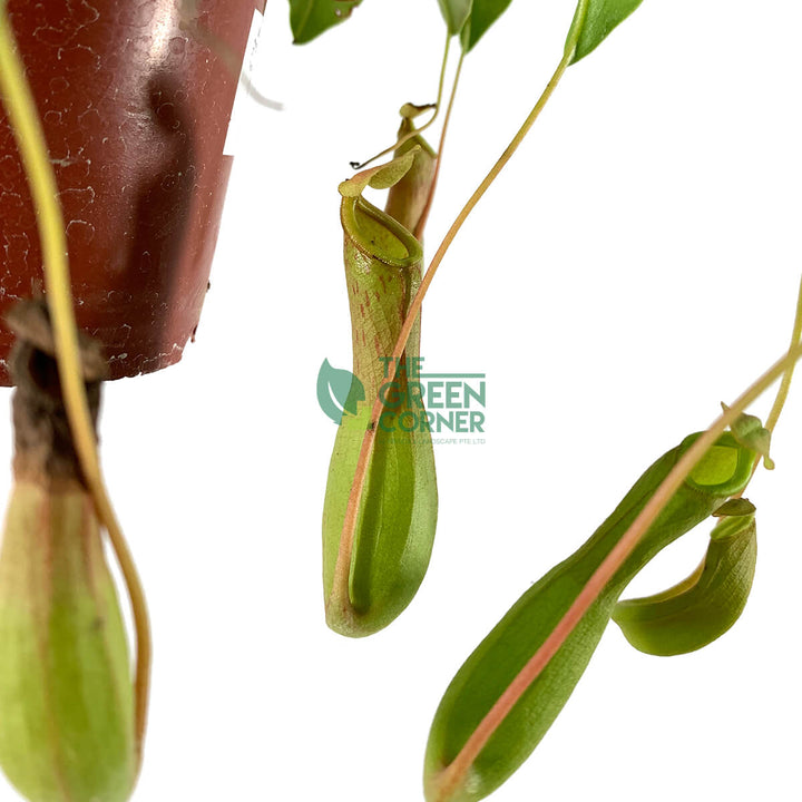 Nepenthes Pot 100mm