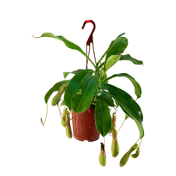 Nepenthes Pot 100mm