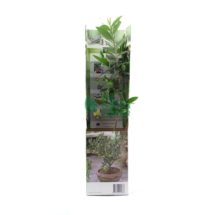 Olive Plant 'Olea europaea'