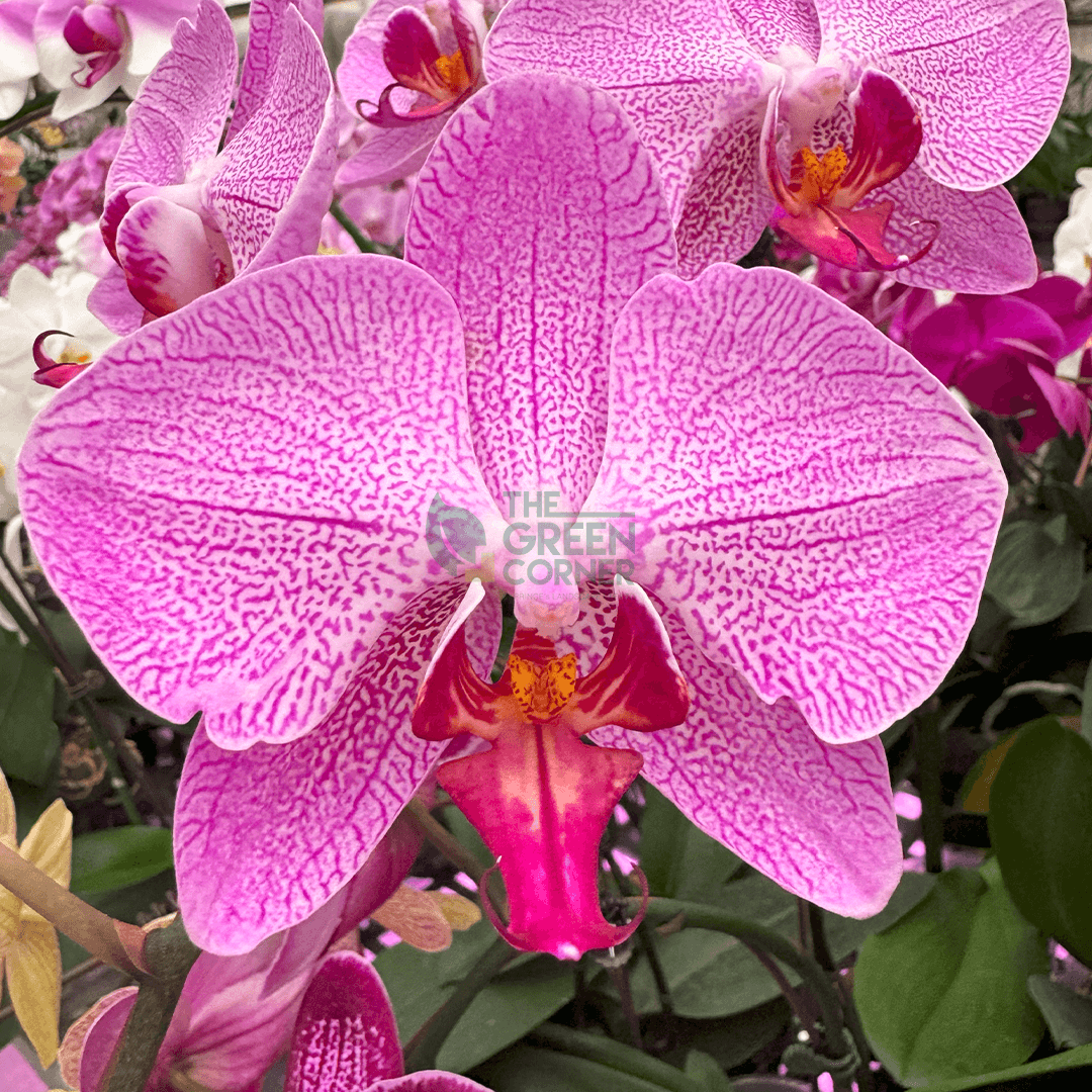 Orchids Corporate Gifts