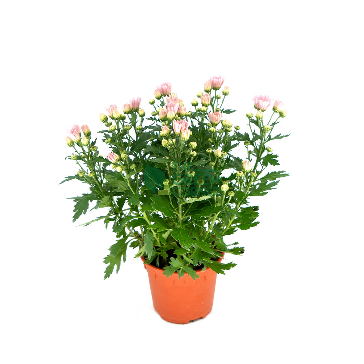 Chrysanthemum in Pink/Yellow/Purple