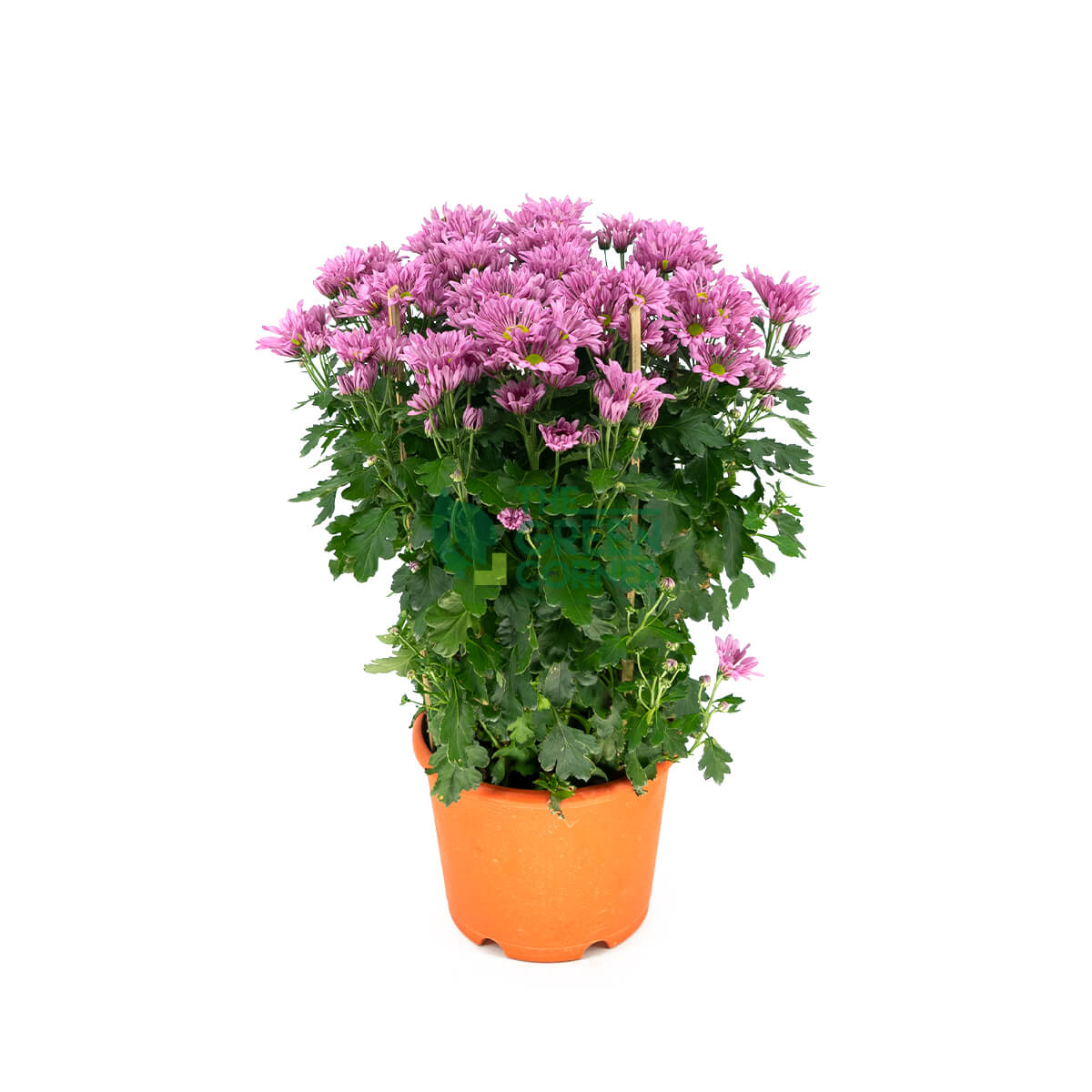 Chrysanthemum in Pink/Yellow/Purple