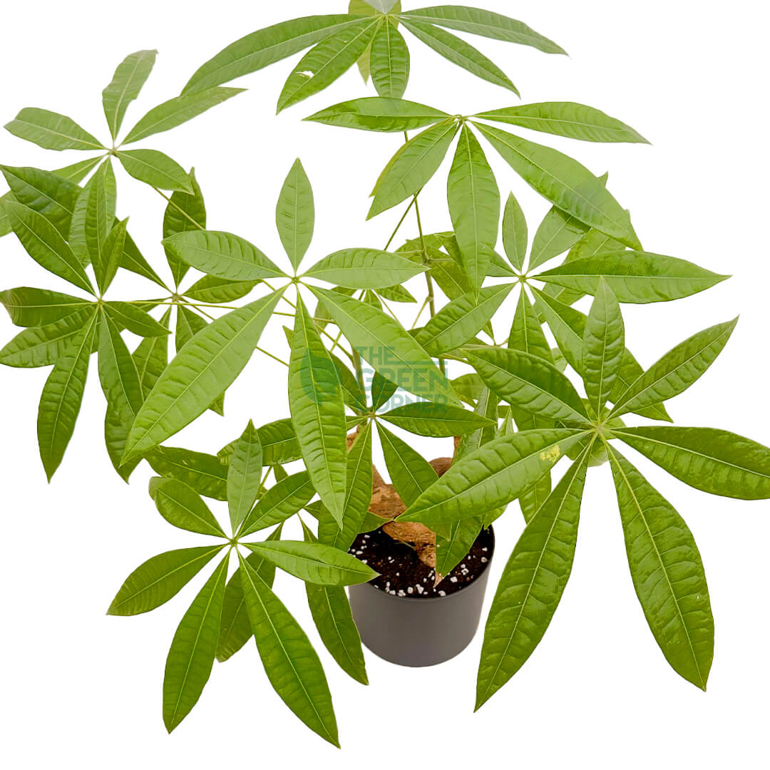 Pachira
