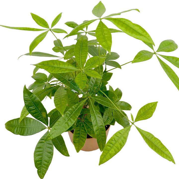 Pachira