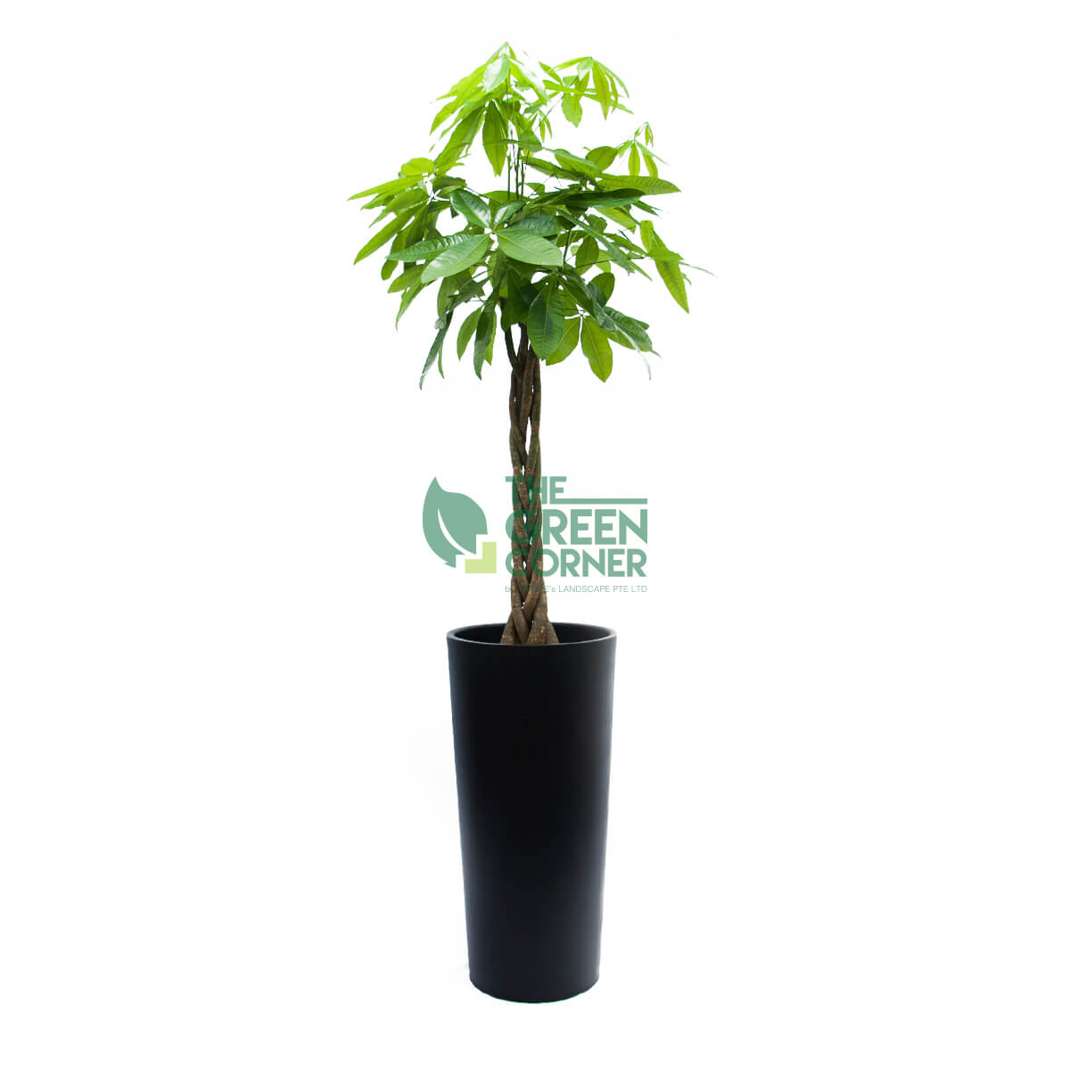 Pachira in Cascading Black