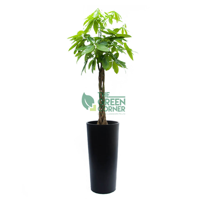 Pachira in Cascading Black