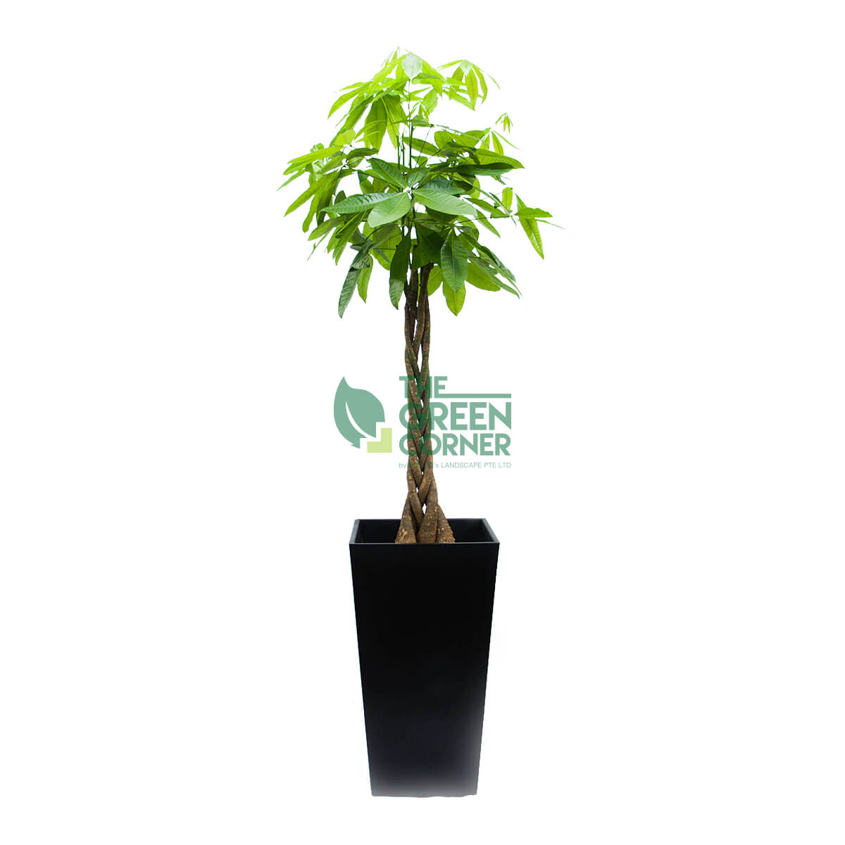 Pachira in Industrial Black