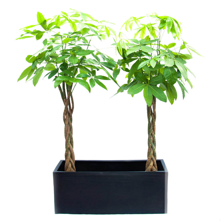 Pachira in Box Black