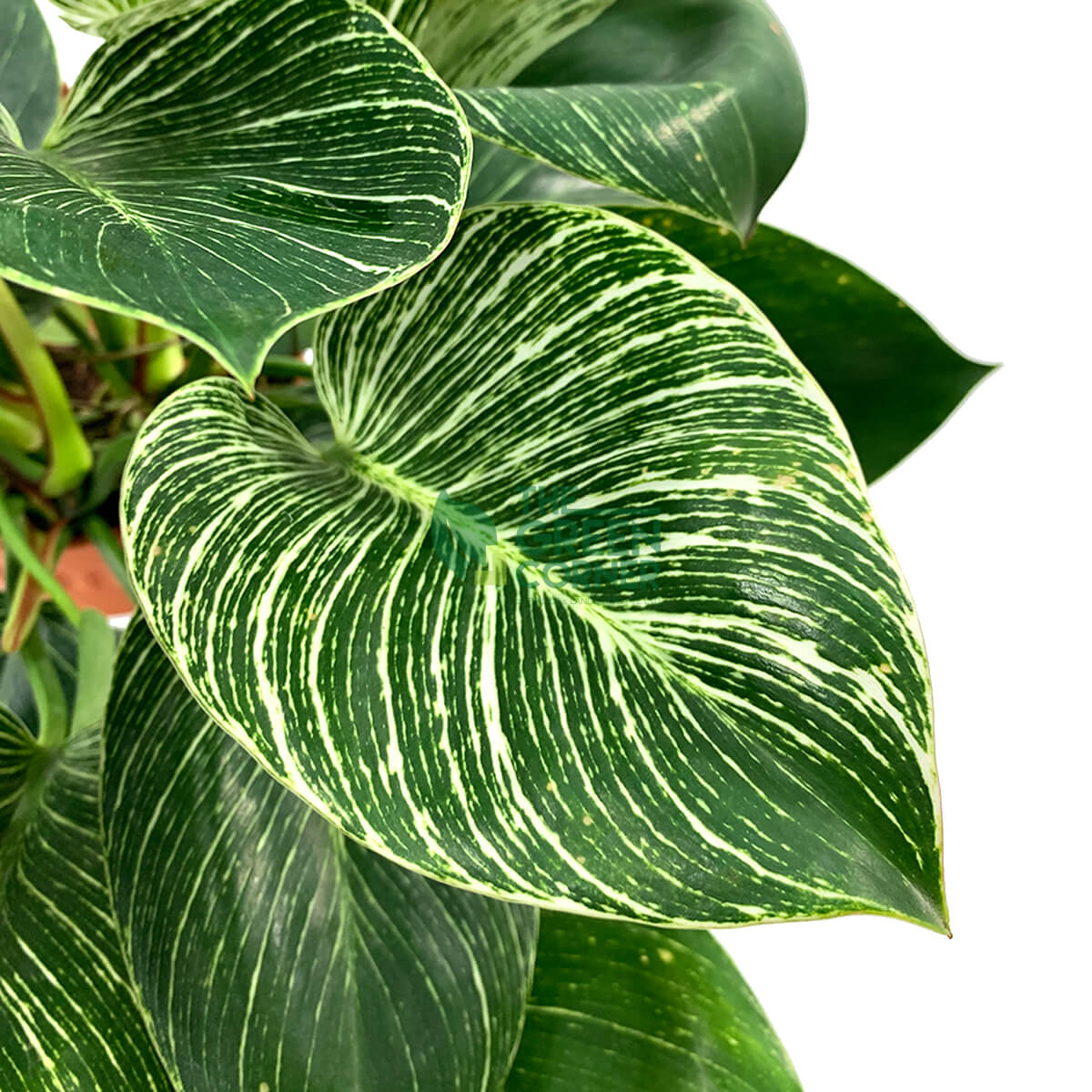 Philodendron Birkin